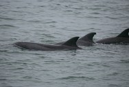 Humpback Dolphins Have Started Putting Sea Sponges On Their Heads As Part Of Their Efforts To Attract A Female