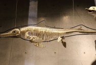 Fossil Of 190-Million-Year-Old Ichthyosaur Was Found 24 Years Ago, But When Paleontologists Finally Studied It They Found A New Species