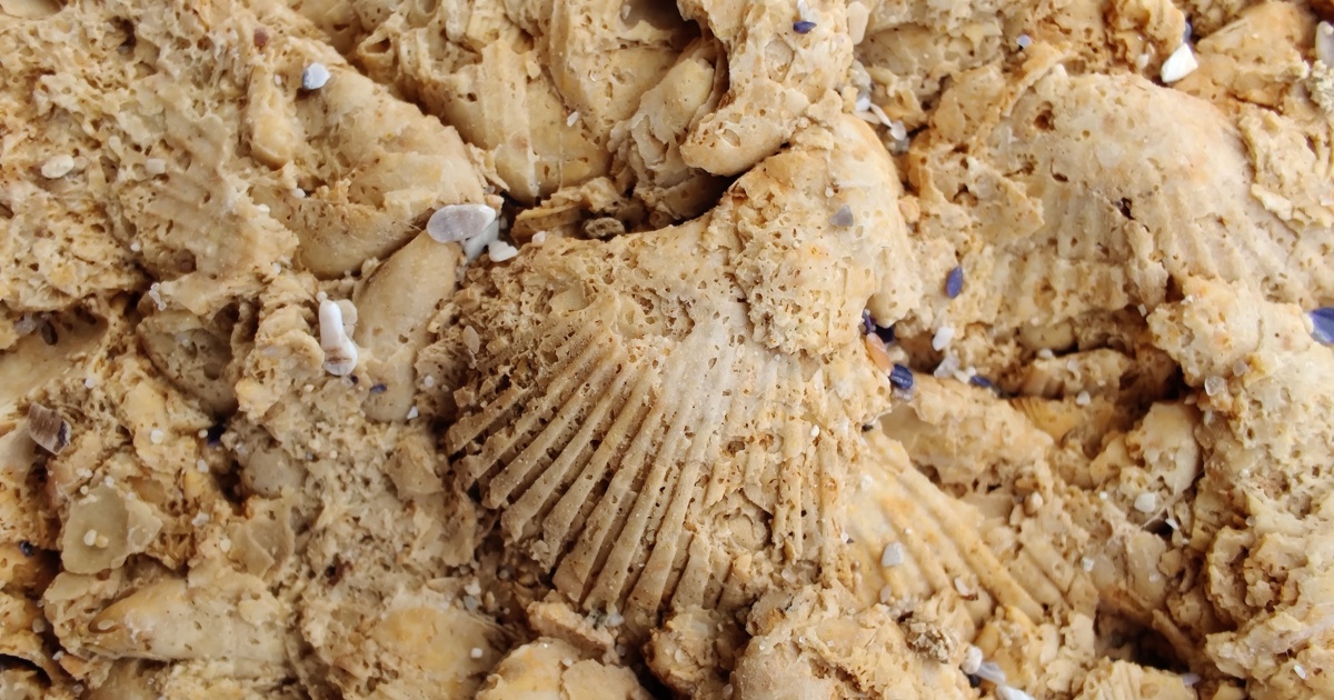 fossil