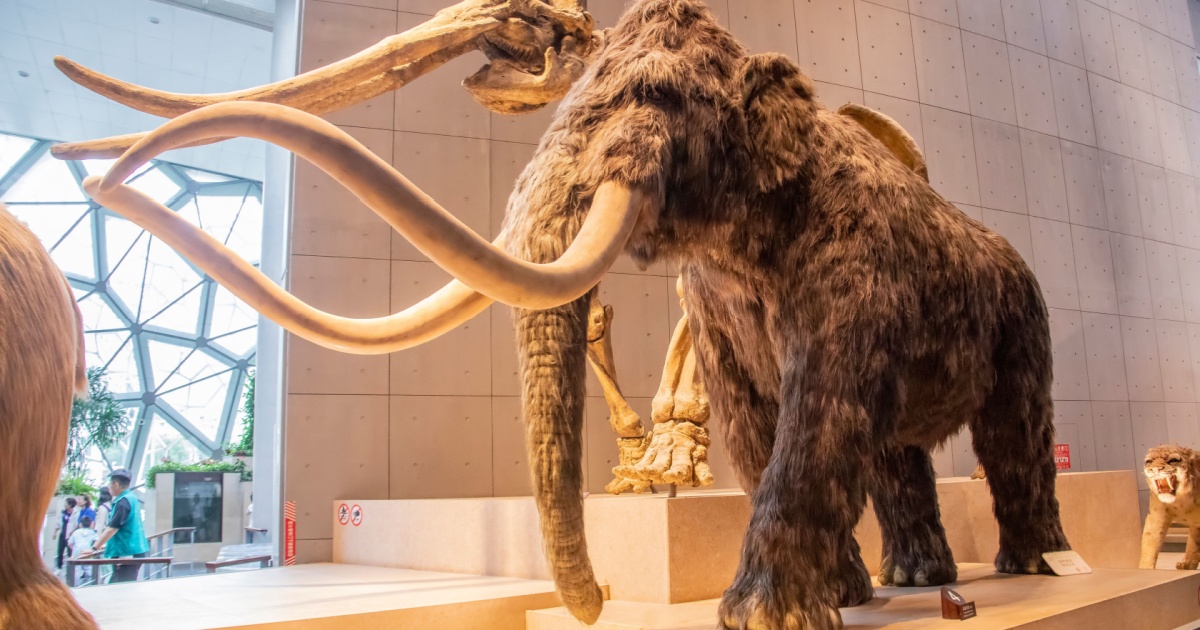 Baby Mammoth Was Preserved In Permafrost For 40,000, And Its Allowed Researchers To Extract The Oldest Ever RNA mammoth