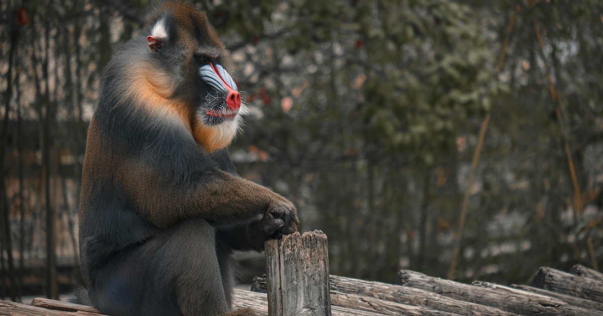 A mandrill sitting on a log