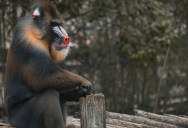 Mandrills Are Iconic And Sociable Monkeys, But Now They’re Vulnerable To Extinction Because Of Humans