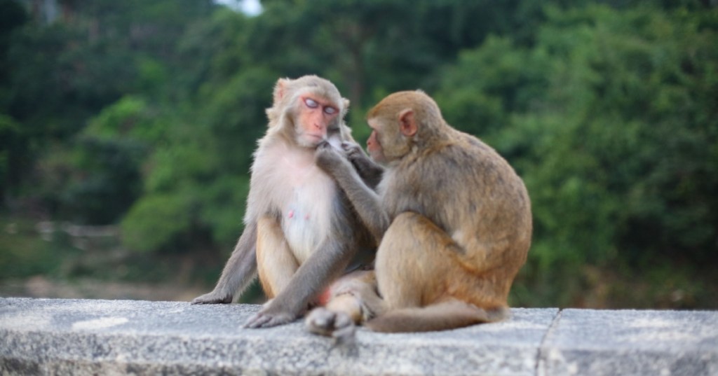rhesus macaques monkeys