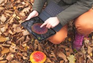 Could Mushrooms Be Used For Data Storage And Computer Processing Power? New Study Says It Is Possible.