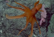 Watch An Octopus Put On A Dazzling Deep-Sea Show For The Ocean Observers