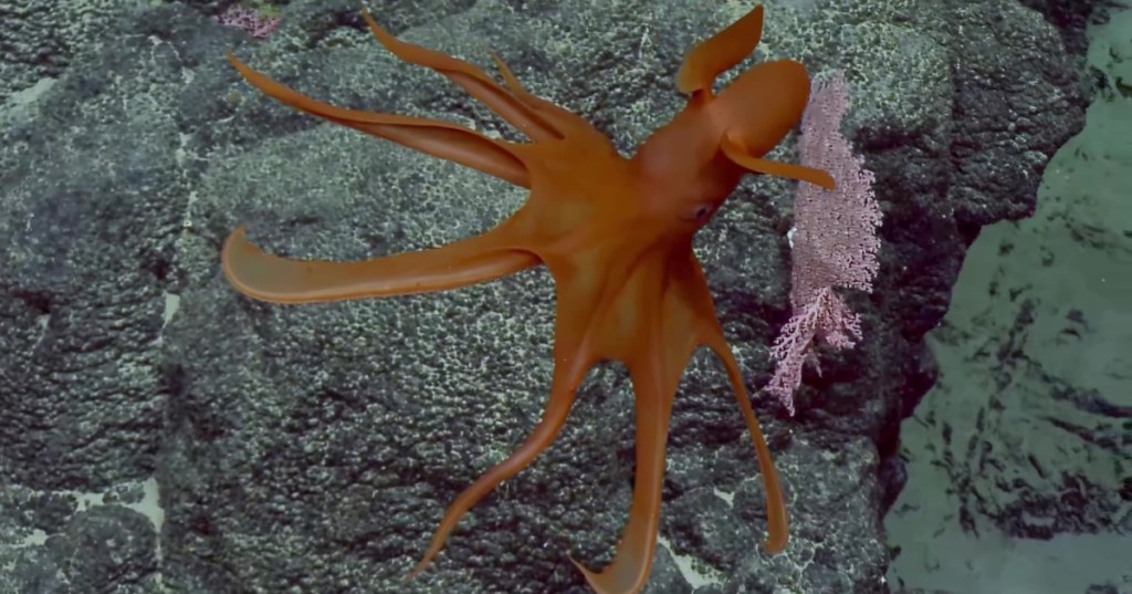 Octopus swimming