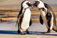 New Research Shows That Critically Endangered African Penguins Directly Compete With Fishing Boats For Food