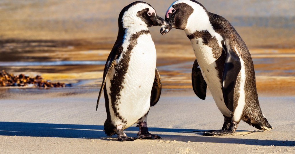 Two African Penguins