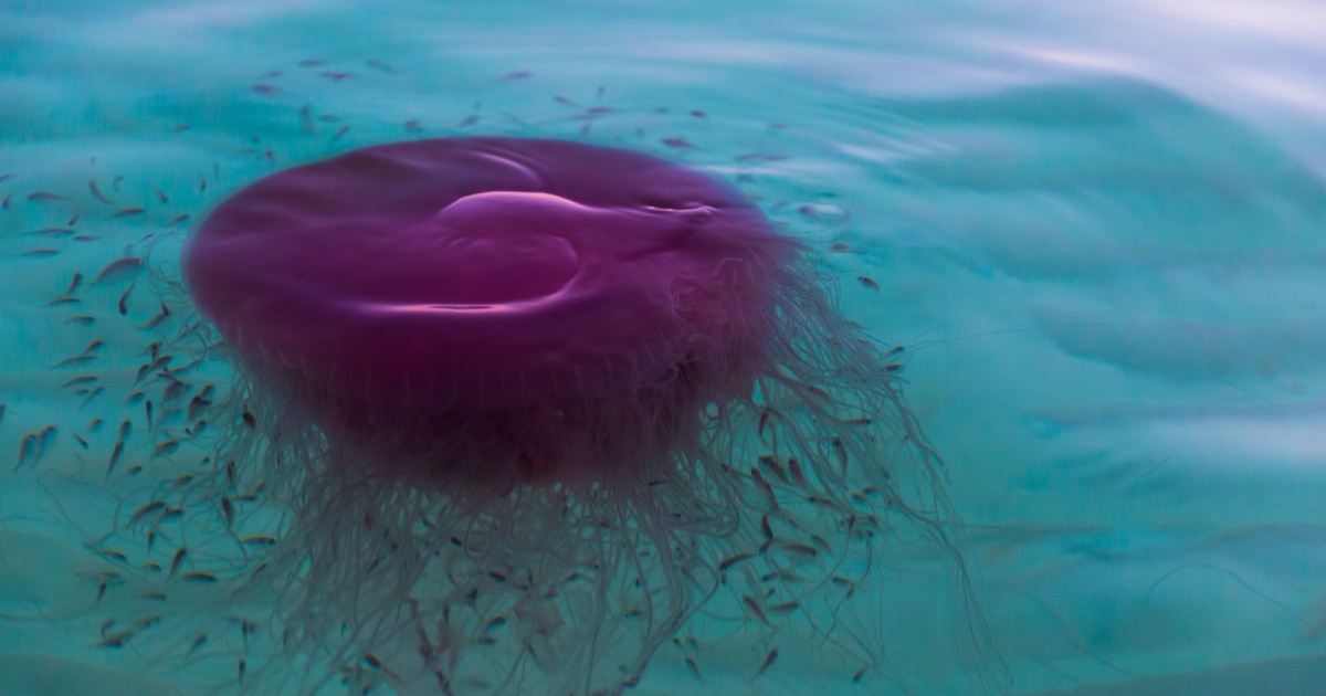 Pink meanie jellyfish