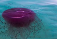 The Pink Meanie Jellyfish Superbloom Off The Coast Of Texas Offers A Beautiful Look At This Massive Creature
