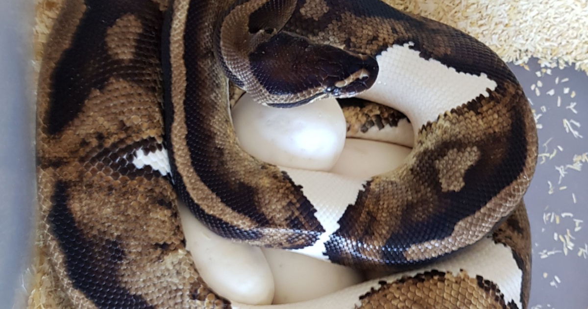 Oldest Known Snake In The World Lays Viable Eggs At 61 Years Old With No Male Around Ball Python with eggs