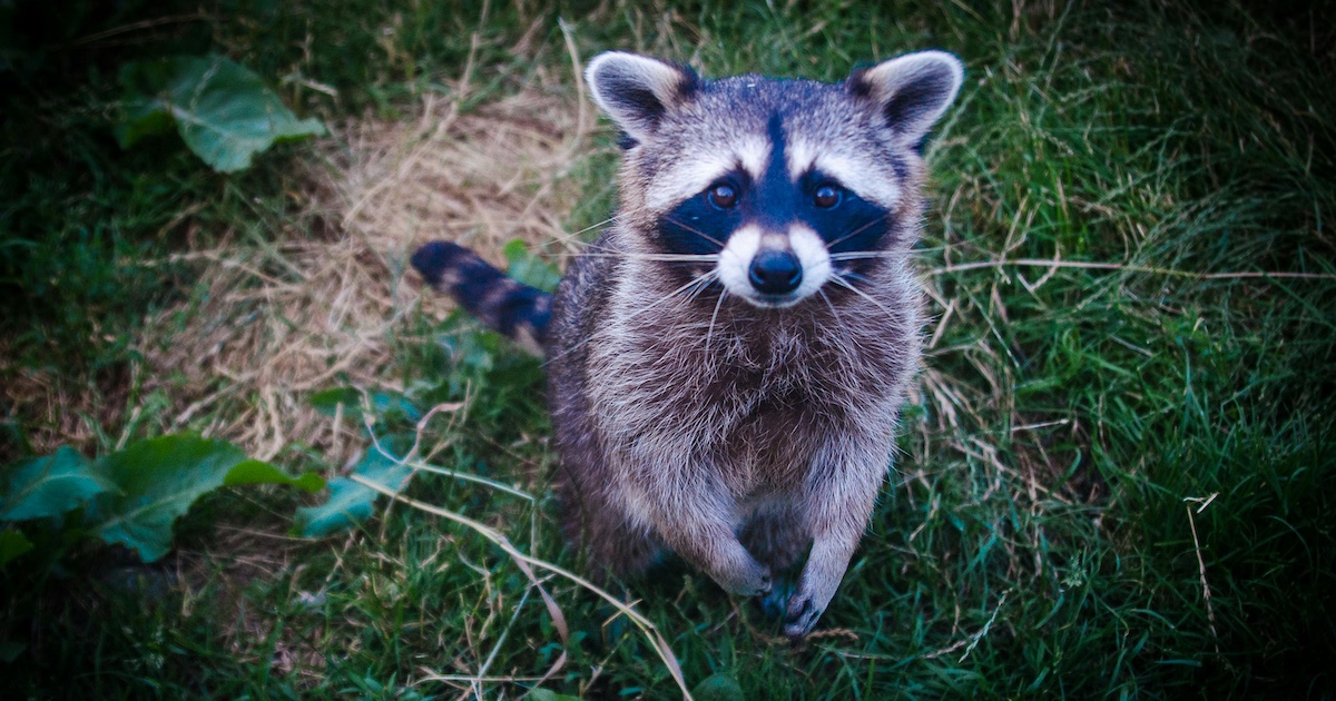 A raccoon on a lawn