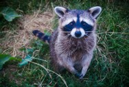 Groundbreaking Study Proves That Human Habits In US Cities Are Causing The Unintentional Domestication Of Raccoons