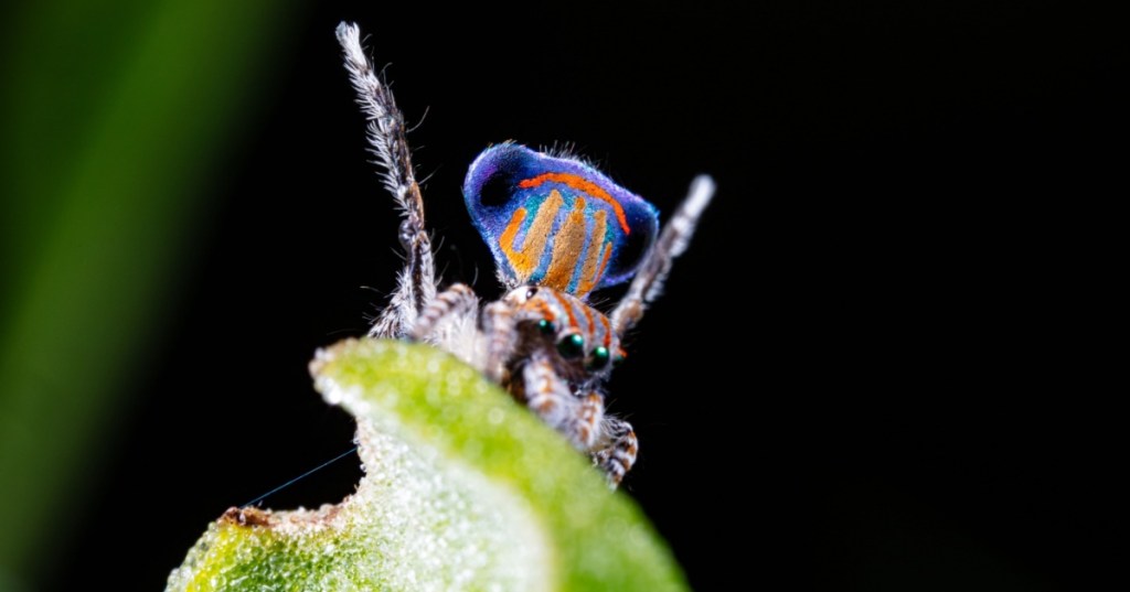 Dancing peacock spider