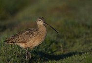 Latest Report From The IUCN Declares Several Species Of Animals Officially Extinct, But It Isn’t All Bad News