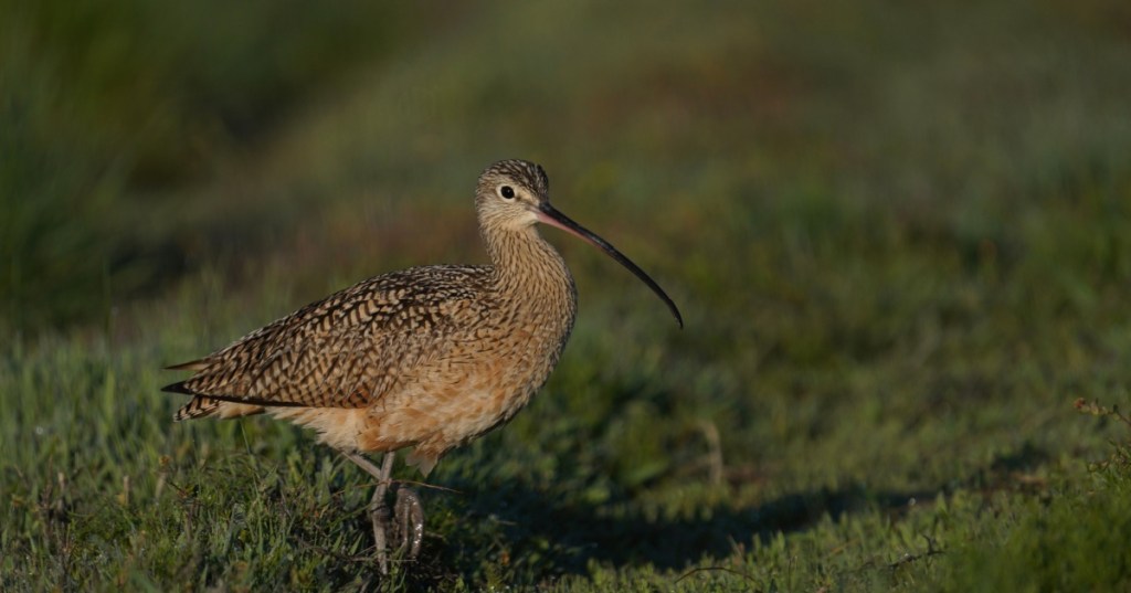 Slender-Billed Curlew