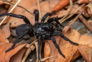 The Oldest Spider Ever Recorded Lived To The Age Of 43, But Bit The Dust Due To A Wasp Attack