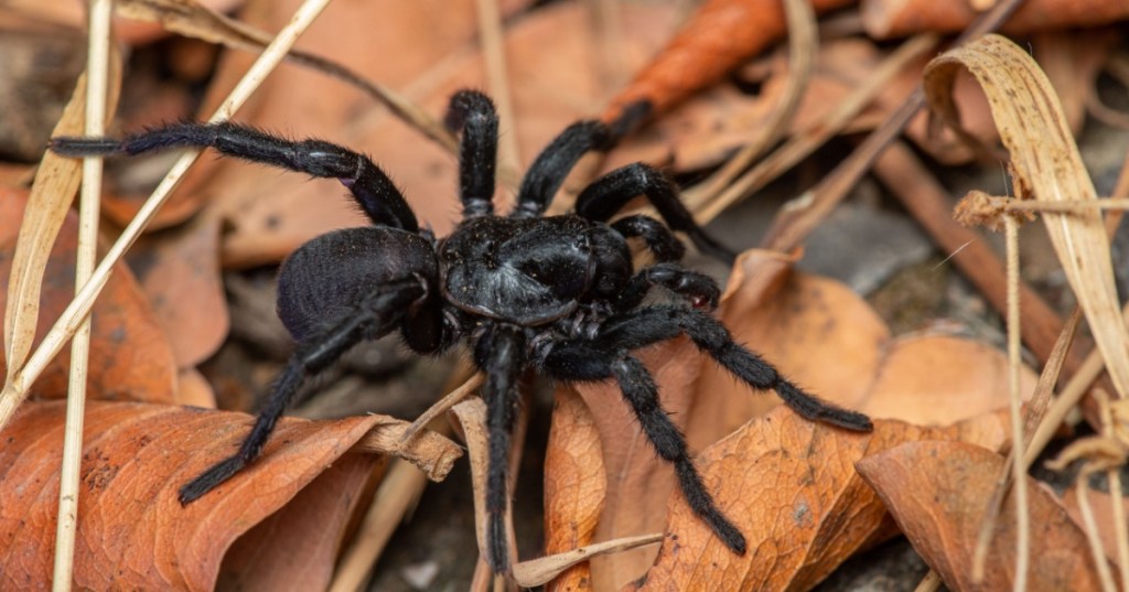 Mygalomorph spider