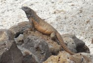 Vital Information Saves The Spiny-Tailed Iguana From Extinction On Mexico’s Clarion Island