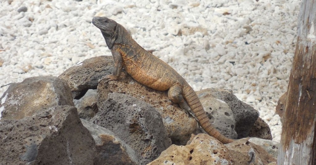 A spiny tailed iguana on a rock