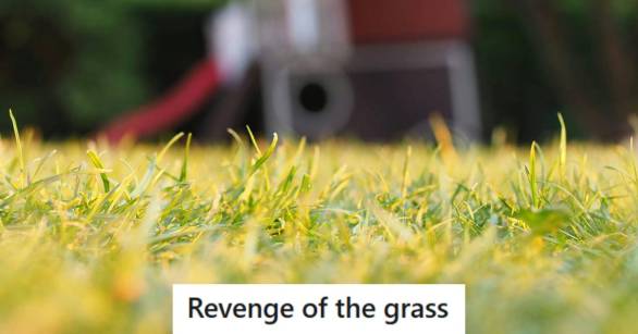Upclose photo of grass growing with a blurry yard in the background