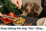 Man Was Told Not To Discipline His Mother-In-Law’s Naughty Dog, So He Stayed Silent When The Dog Knocked Over The Food On The Table