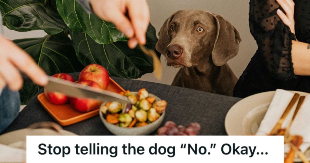 Dog looking at the food on the table