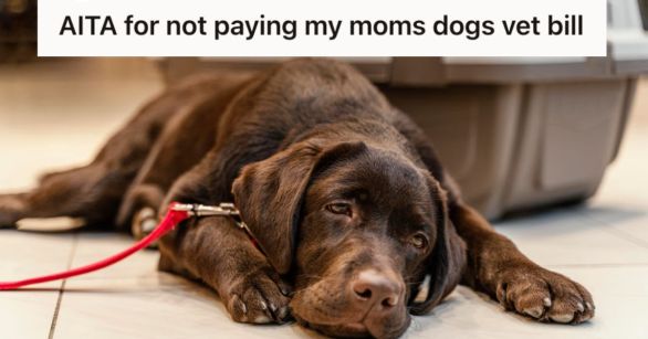 Old, sick dog lying on the floor