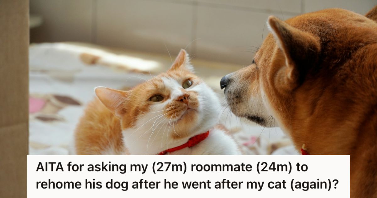 Cat looking intently at a dog