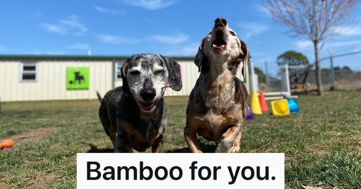 two dachshunds playing together outside