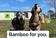 Annoying Neighbors Let Their Dogs Bark Outside All Day, So The Next Door Neighbors Get Revenge With Another Annoying Sound