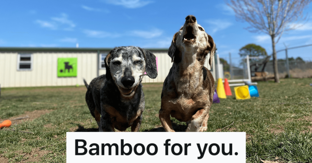 two dachshunds playing together outside