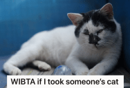 Homeowner Sees A Blind Cat Wandering Around In His Yard, So He Brings Him Inside. But He Considers Keeping It When The Cat’s Owners Wants Him To Release It Back Outside.