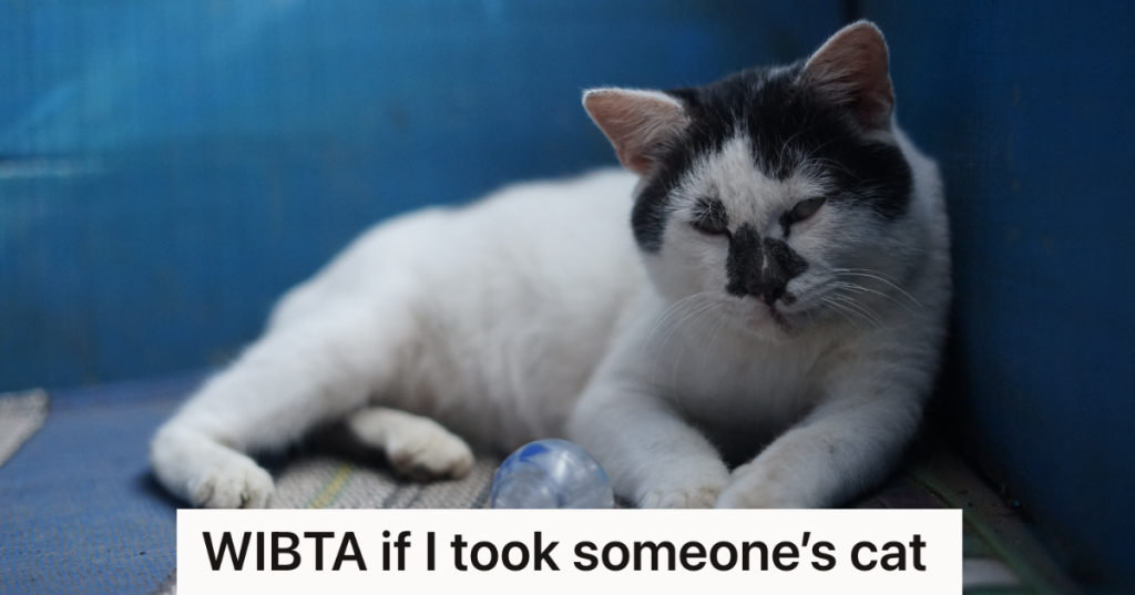 black and white cat resting with eyes closed