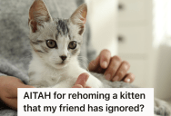 Woman Gives Kittens To Her Friends And Coworkers, But She Rehomes One Of The Kittens When One Employee Proves To Be A Bad Owner