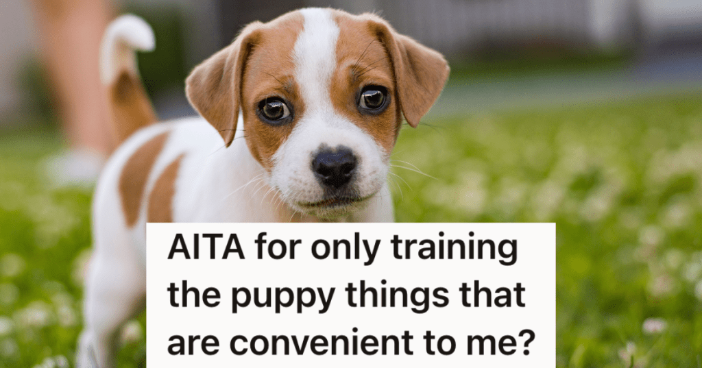 cute brown and white puppy in green grass