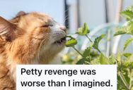Upset Woman Plants Catnip In Her Ex’s Garden, But She Never Expected The Whole Yard To Be Overtaken