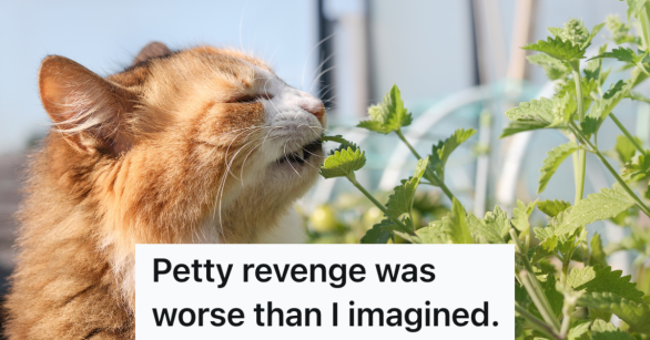 orange and white cat eating catnip