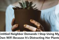 Townhouse Resident Was Blamed For A Neighbor’s Wilting Succulents, But They Refused To Provide The WiFi Password For ‘Plant Protection’