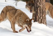 When Did Wolves Become Man’s Best Frien? New Study Says It Was Around 10,000 Years Ago That The Transformation Began.