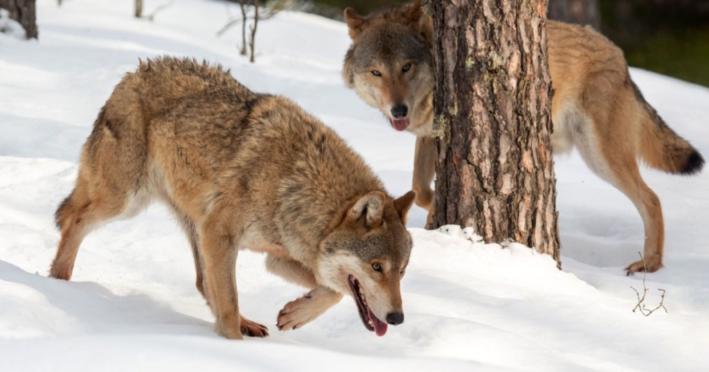 Wolves