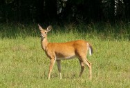 Brazilian Study Determines Factors Affecting A Deer’s Ability To Learn To Respond To Commands
