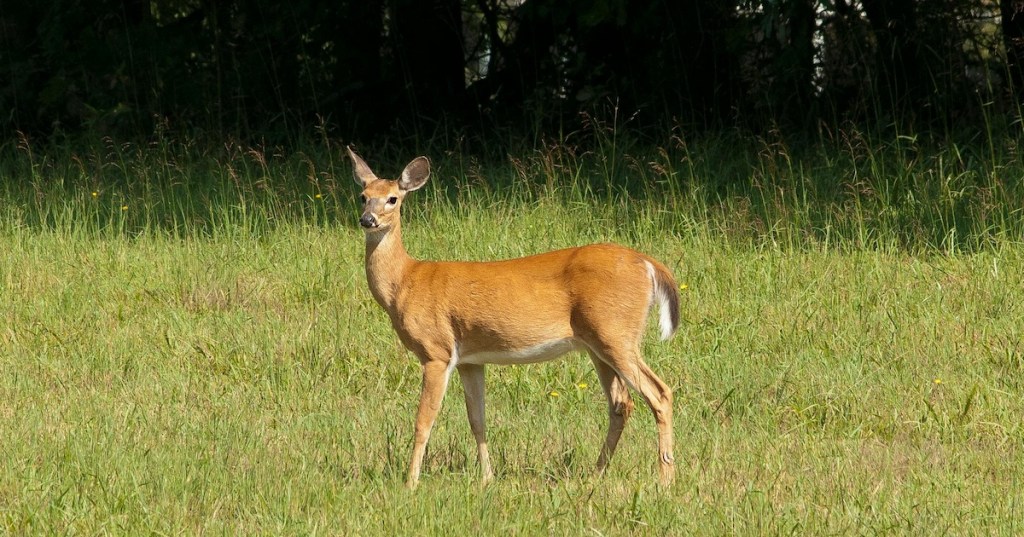 A young deer in a field