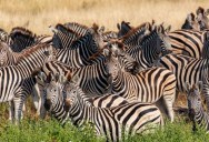 Humans And Our Livestock Make Up Approximately 95% Of The Total Biomass Of Mammals In The Entire World