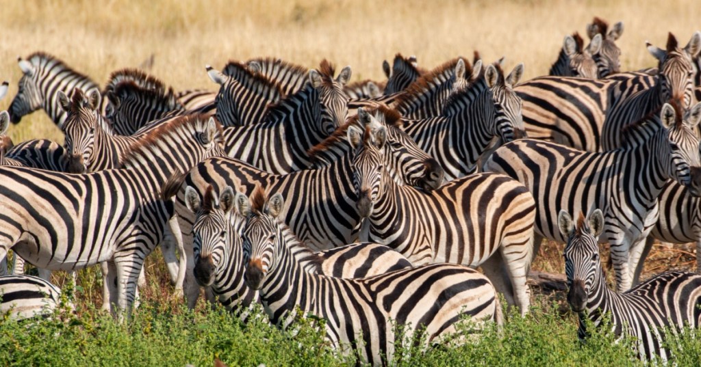 Herd of zebra