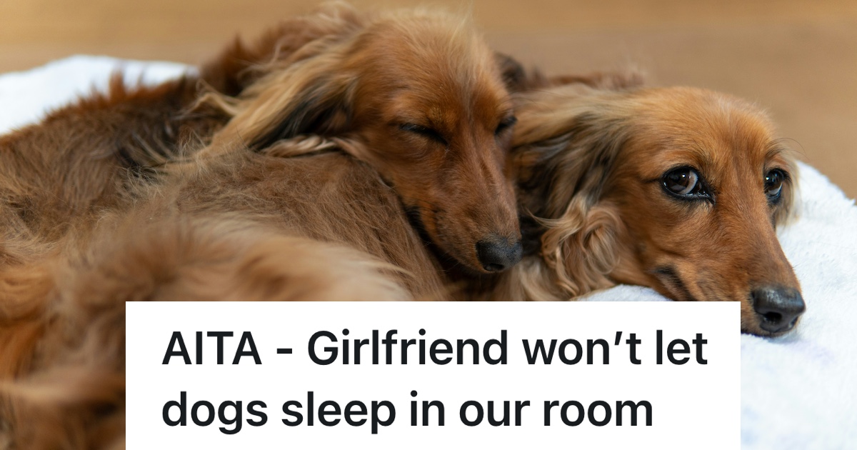 two brown dogs sleeping