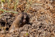 New Study Shows That Iridescent Fur Is Far More Common In Mammals Than Previously Believed