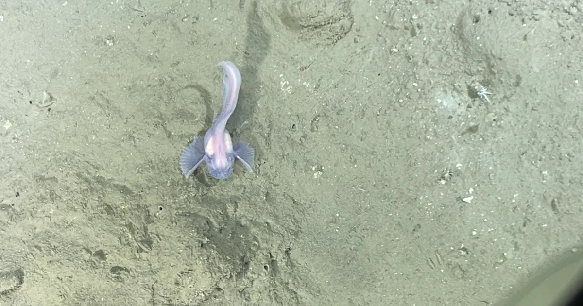 A Pseudoliparis fish in the deep ocean