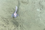 New Study Discovers Weird And Wonderful Creatures Lurking Deep Within Our Oceans