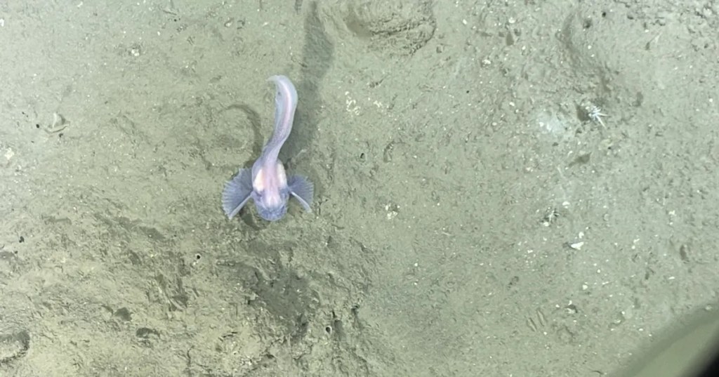 A Pseudoliparis fish in the deep ocean